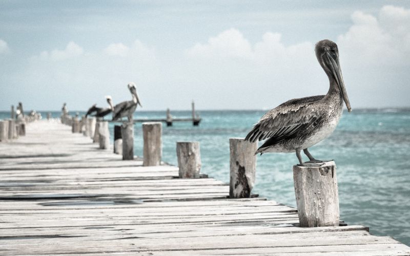 pelican_1 pelican_1